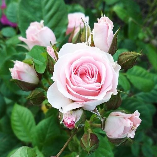 Роза чайно-гибридная Невеста (Bride) изображение 1 артикул 4589