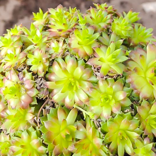 Молодило Хамелеон изображение 1 артикул 01377