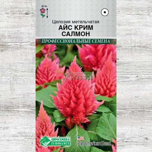 Целозия Айс Крим Салмон изображение 1 артикул 83472
