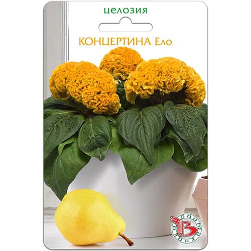 Целозия горшечная Концертина Ело Биотехника изображение 1 артикул 97351