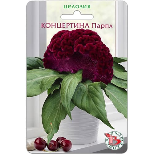 Целозия горшечная Концертина Парпл Биотехника изображение 1 артикул 97352