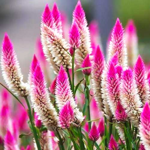 Целозия колосистая Фламинго изображение 1 артикул 66179