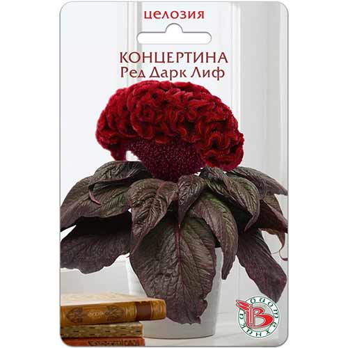 Целозия гребенчатая Концертина Ред Дарк Лиф Биотехника изображение 1 артикул 74978