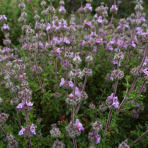 Чабер огородный Ароматный Русский огород НК изображение 1 артикул 69987