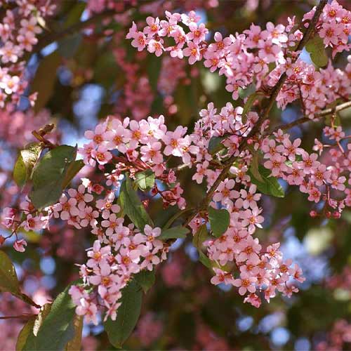 Черемуха обыкновенная Колората изображение 1 артикул 01226