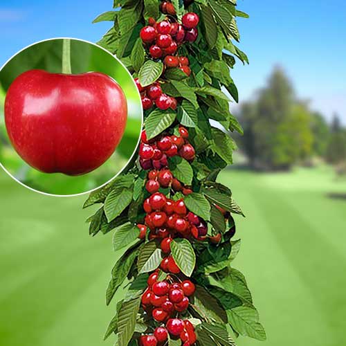 Черешня колоновидная Сильвия изображение 1 артикул 1924