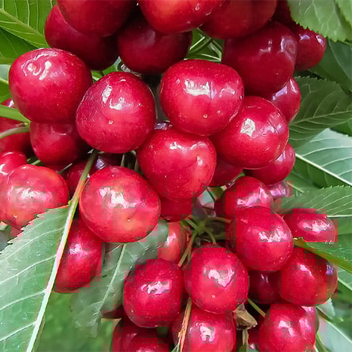 Черешня крупноплодная розовая изображение 1 артикул 7457
