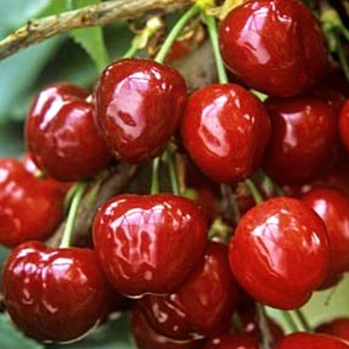 Черешня крупноплодная черная изображение 1 артикул 7458
