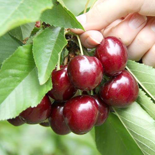 Черешня Самба изображение 1 артикул 4249