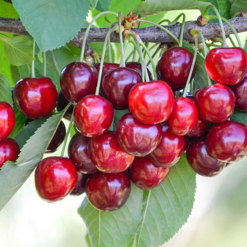 Черевишня (дюк) Гирлянда изображение 1 артикул 4165