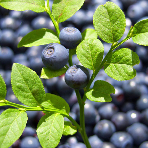 Черника Черное золото Уральский дачник изображение 1 артикул 84955