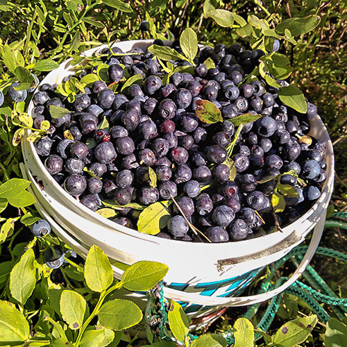 Черника Темная ночь Уральский дачник артикул фото 1 Черника Темная ночь Уральский дачник изображение 1 артикул 84954