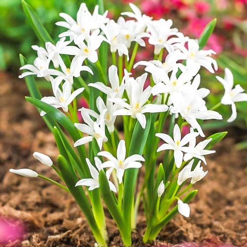 Хионодокса Альба изображение 1 артикул 67319