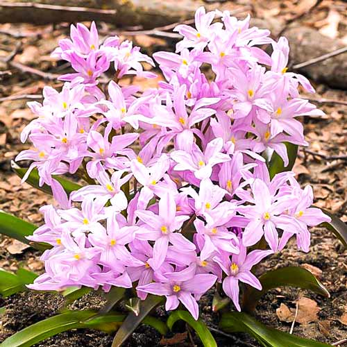 Хионодокса Розеа изображение 1 артикул 67323