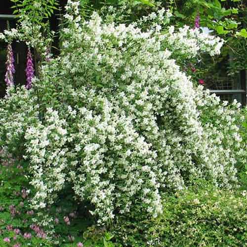 Чубушник (жасмин) Лемуана изображение 1 артикул 3923