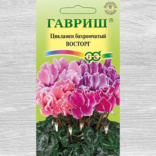 Цикламен бахромчатый Восторг, смесь окрасок артикул фото 1 Цикламен бахромчатый Восторг, смесь окрасок изображение 1 артикул 82443