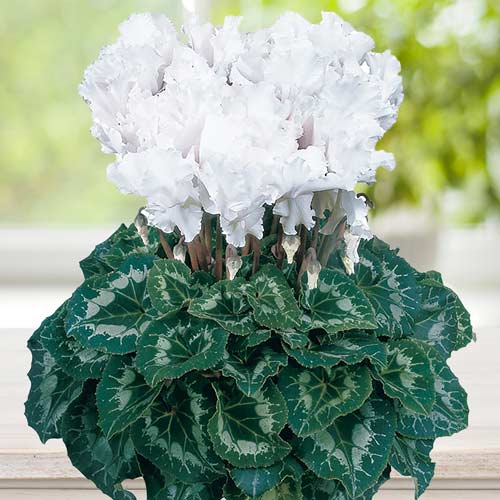 Цикламен махровый Восторг белый изображение 1 артикул 71261