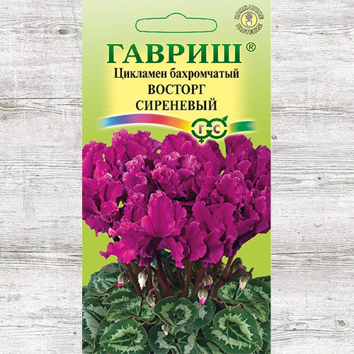 Цикламен махровый Восторг сиреневый Гавриш изображение 1 артикул 71265