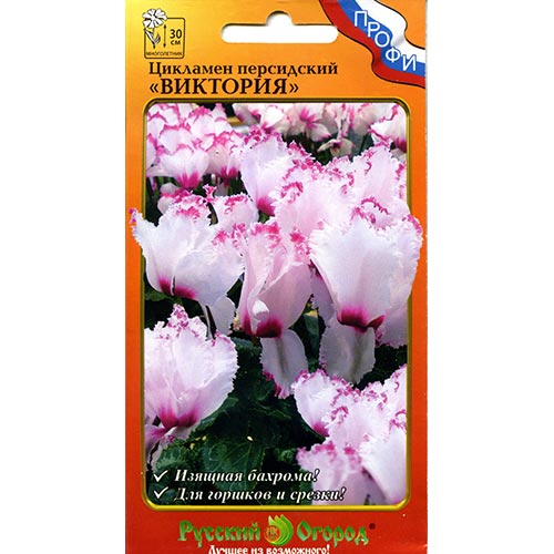 Цикламен персидский Виктория, семена артикул фото 1 Цикламен персидский Виктория, семена изображение 1 артикул 92646