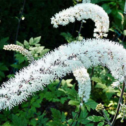 Цимицифуга (клопогон) ветвистый изображение 1 артикул 01421