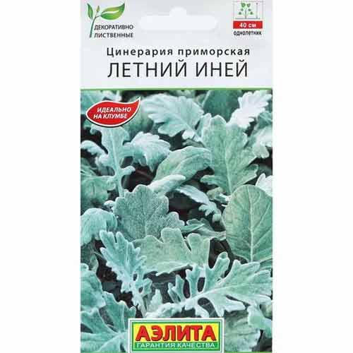 Цинерария приморская Летний Иней Аэлита изображение 1 артикул 99186