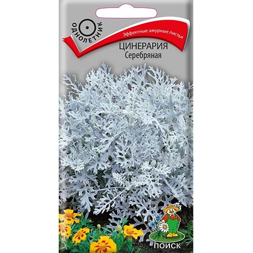 Цинерария Серебряная, семена изображение 1 артикул 93149