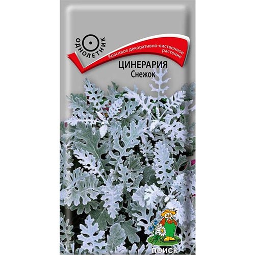 Цинерария Снежок, семена изображение 1 артикул 93150