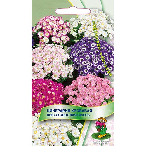 Цинерария Высокорослая, смесь окрасок изображение 1 артикул 93148