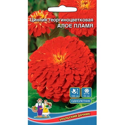 Цинния Алое Пламя, семена изображение 1 артикул 94850