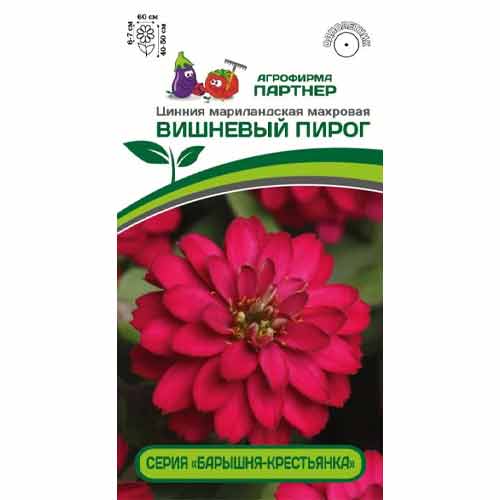 Цинния мариландская махровая Барышня-крестьянка Вишневый пирог Партнер изображение 1 артикул 84830