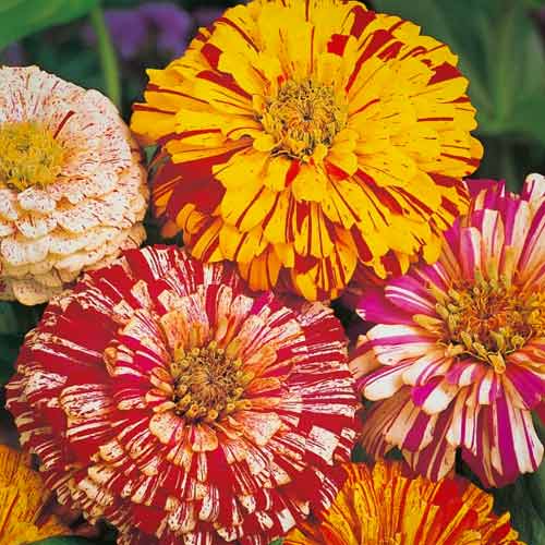 Цинния Бонбон биколор, смесь окрасок артикул фото 1 Цинния Бонбон биколор, смесь окрасок изображение 1 артикул 66180