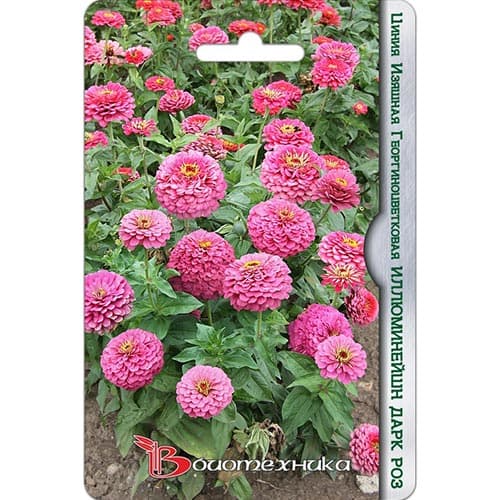 Цинния Иллюминейшн Дарк Роз, семена изображение 1 артикул 91609