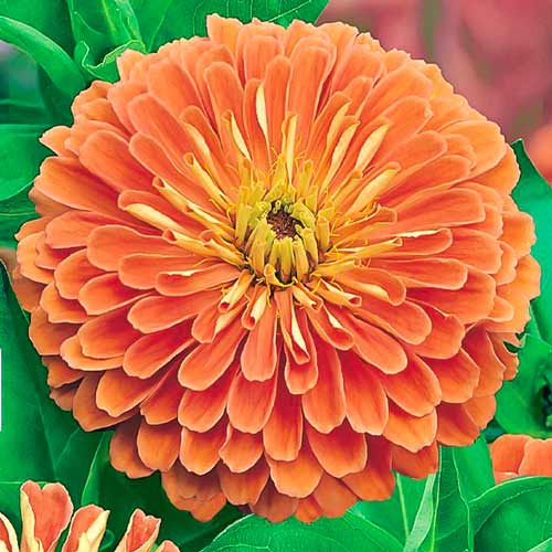 Цинния Исполин лососевый, семена изображение 1 артикул 66917