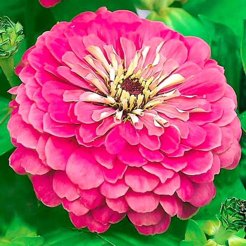 Цинния Исполин малиновый, семена изображение 1 артикул 66918