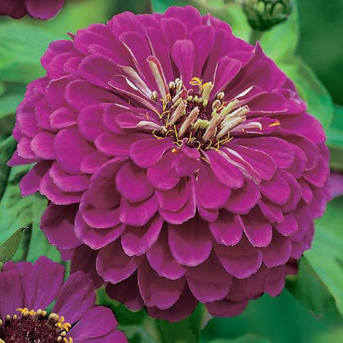 Цинния Исполин пурпурный, семена изображение 1 артикул 66919