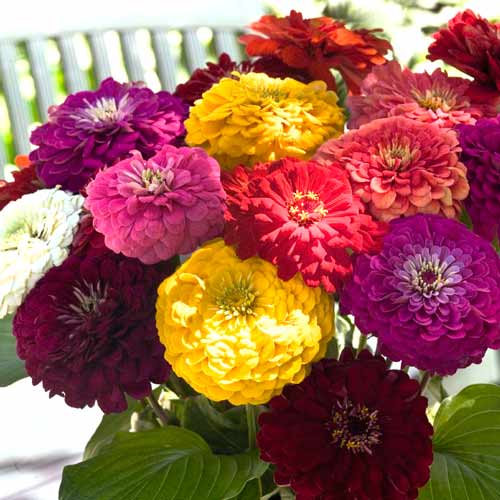 Цинния Исполин, смесь окрасок изображение 2 артикул 66920