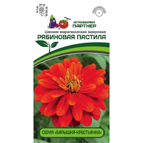 Цинния мариландская махровая Барышня-крестьянка Рябиновая Пастила Партнер изображение 1 артикул 97248