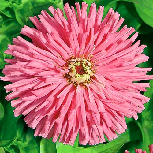 Цинния Сеньорита, семена изображение 1 артикул 66921