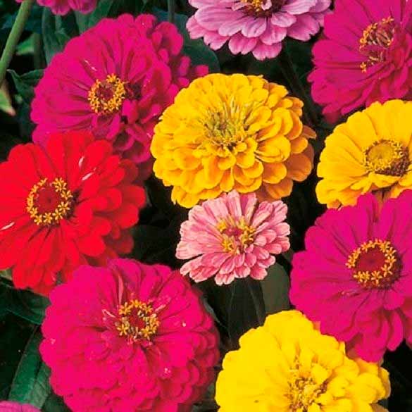 Цинния Смесь Великанов, смесь окрасок изображение 1 артикул 69014