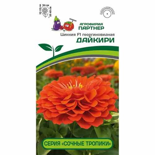 Цинния георгиновидная Сочные тропики Дайкири F1 Партнер изображение 1 артикул 84826