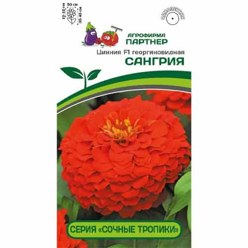Цинния георгиновидная Сочные тропики Сангрия F1 Партнер артикул фото 1 Цинния георгиновидная Сочные тропики Сангрия F1 Партнер изображение 1 артикул 84828