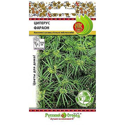 Циперус Фарао, семена изображение 1 артикул 92649
