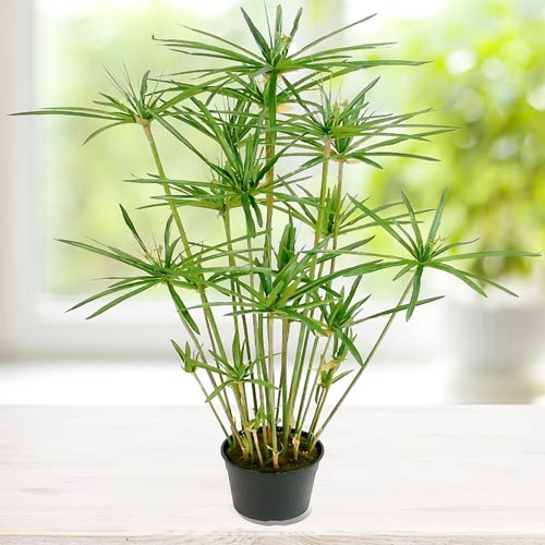 Циперус Фараон изображение 1 артикул 69979