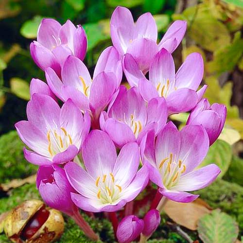 Колхикум Виолет Квин изображение 1 артикул 67324