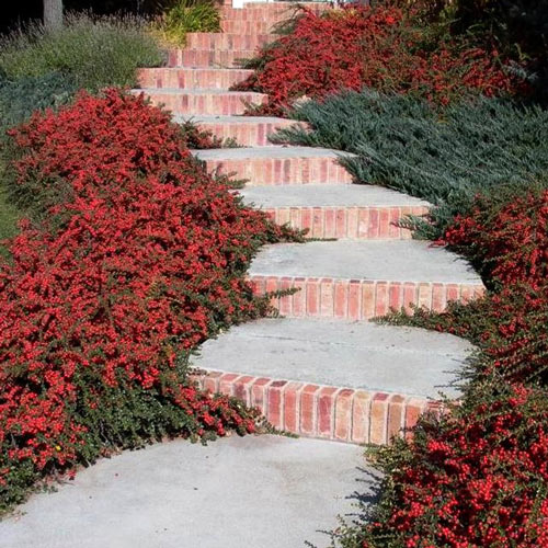 Кизильник Корал Бьюти изображение 1 артикул 6194