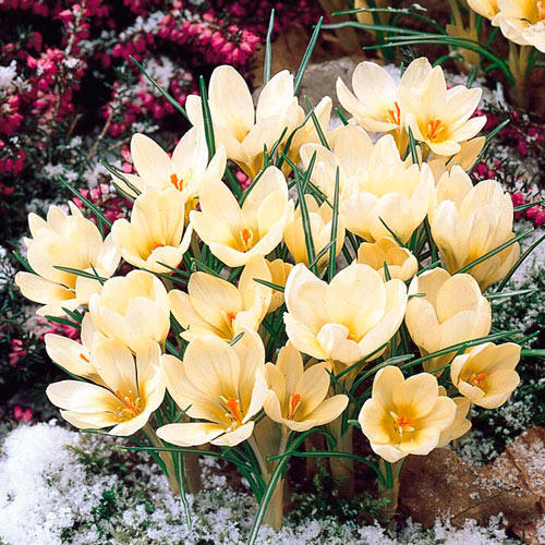 Крокус Крим Бьюти изображение 1 артикул 67328