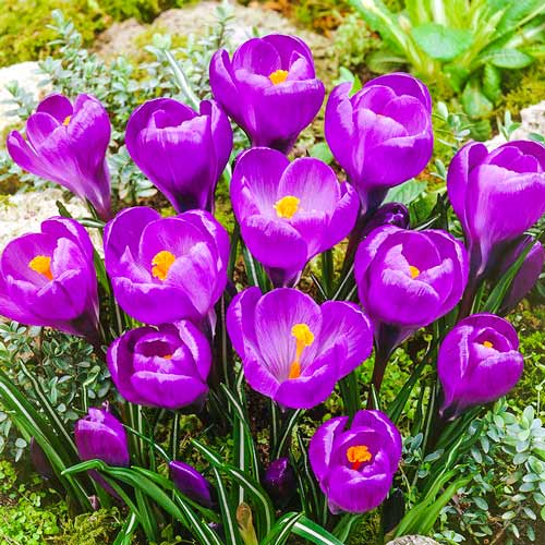 Крокус Флауэр Рекорд изображение 1 артикул 67330