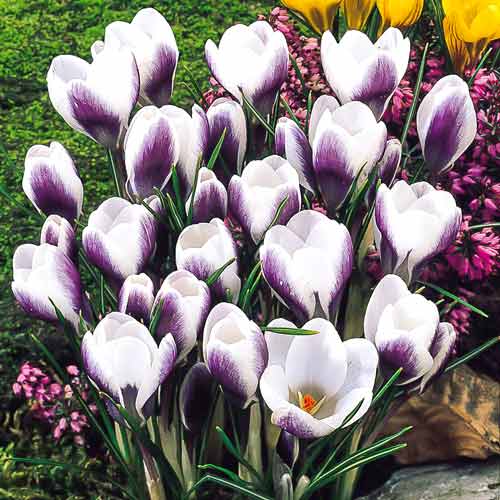 Крокус мелкоцветковый Принц Клаус изображение 1 артикул 67336