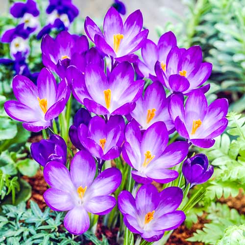 Крокус Руби Гиант изображение 1 артикул 67338
