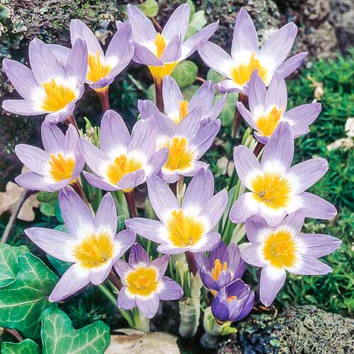 Крокус Сайбери Триколор изображение 1 артикул 67340